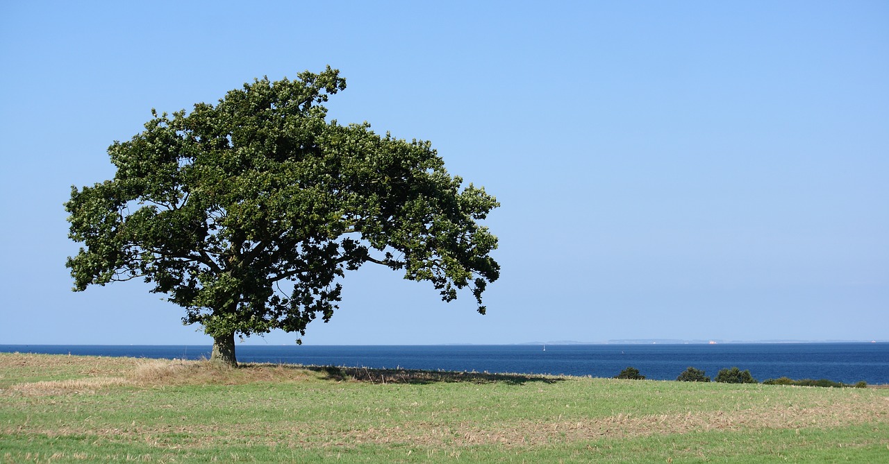 wood natural landscape free photo