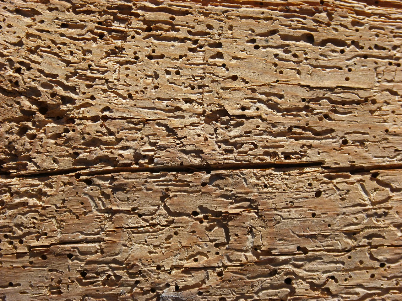 wood woodworm rotten free photo