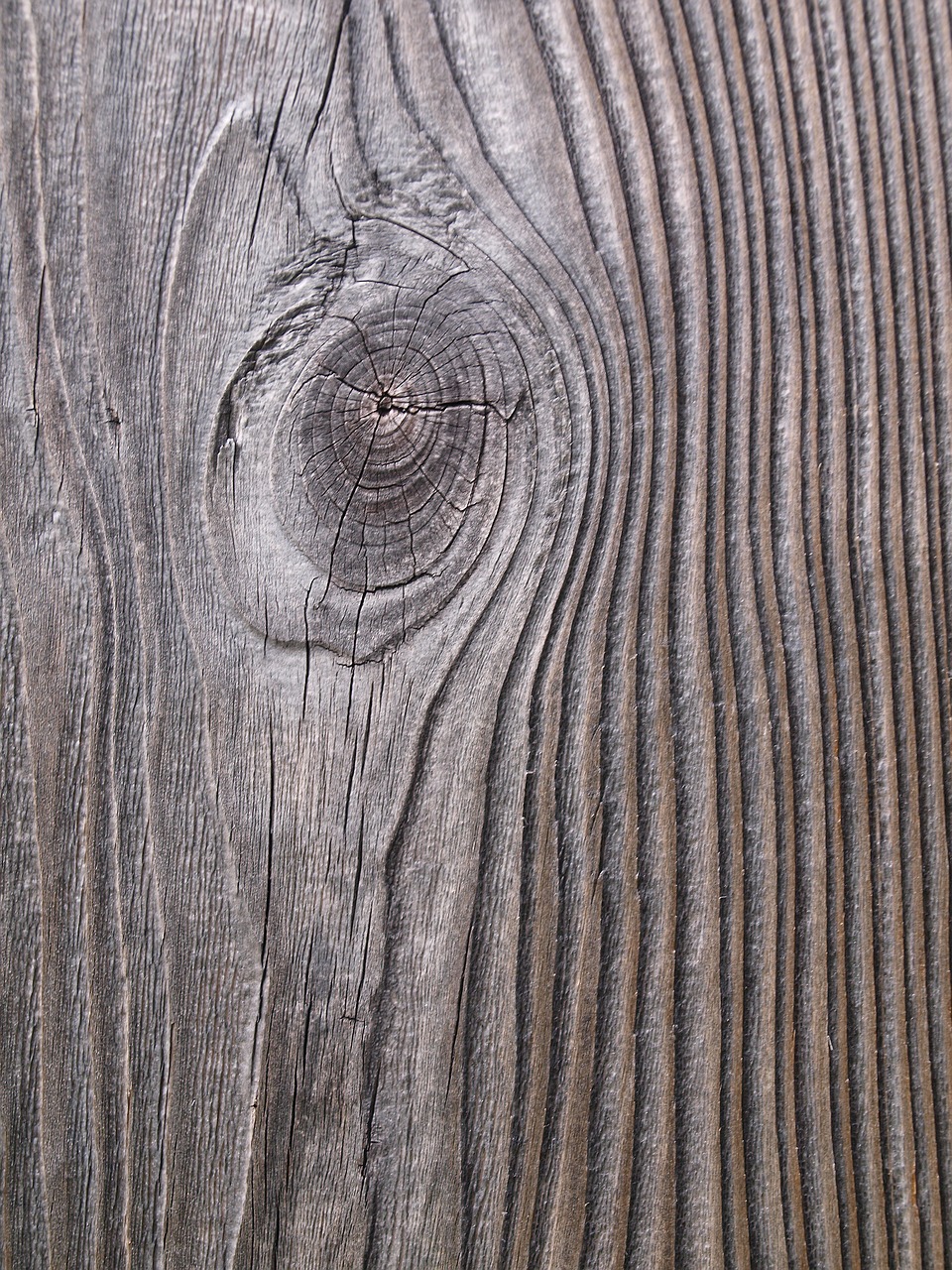 wood grain annual rings free photo