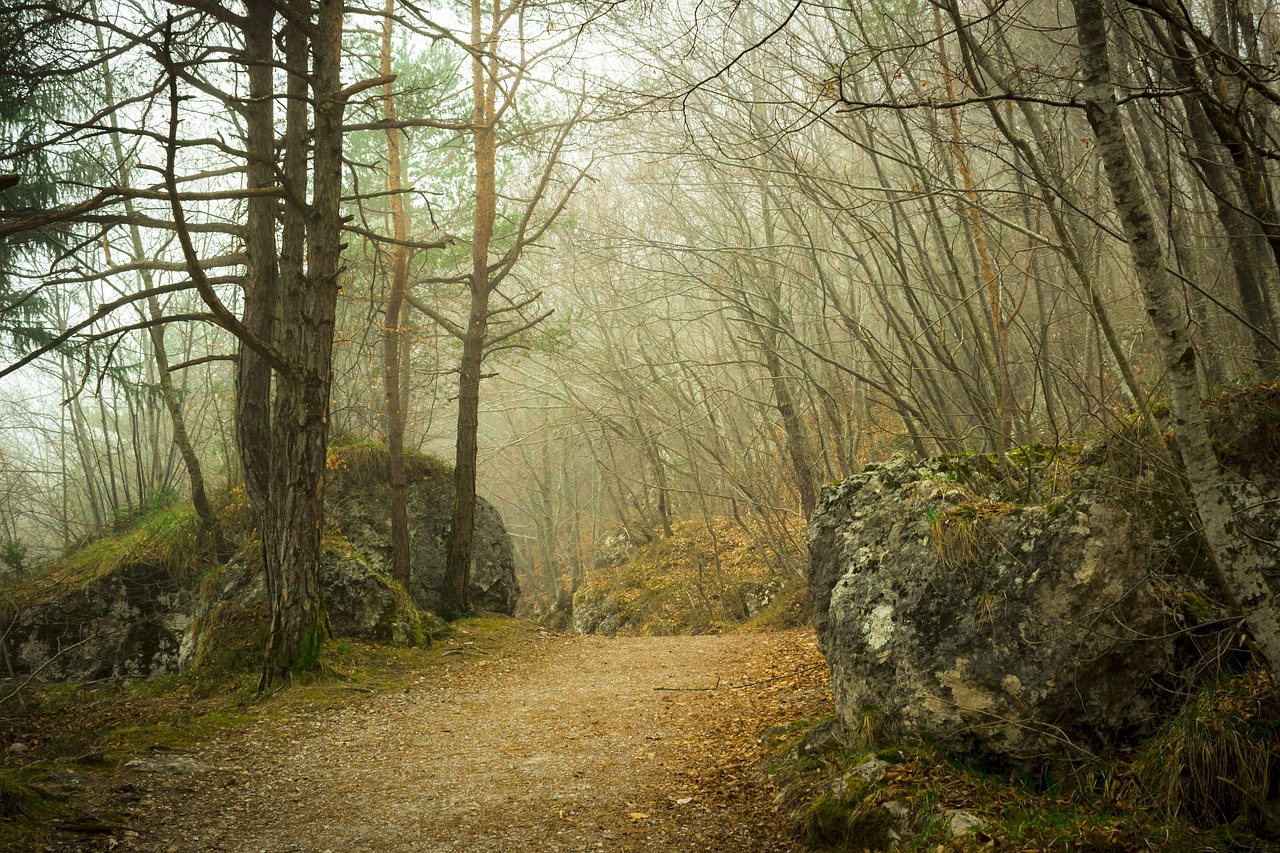 wood forest nature free photo