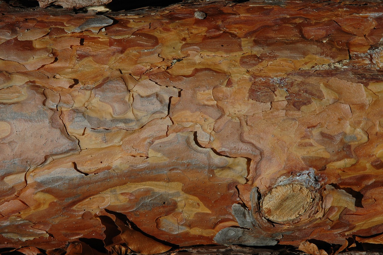 wood bark grain free photo