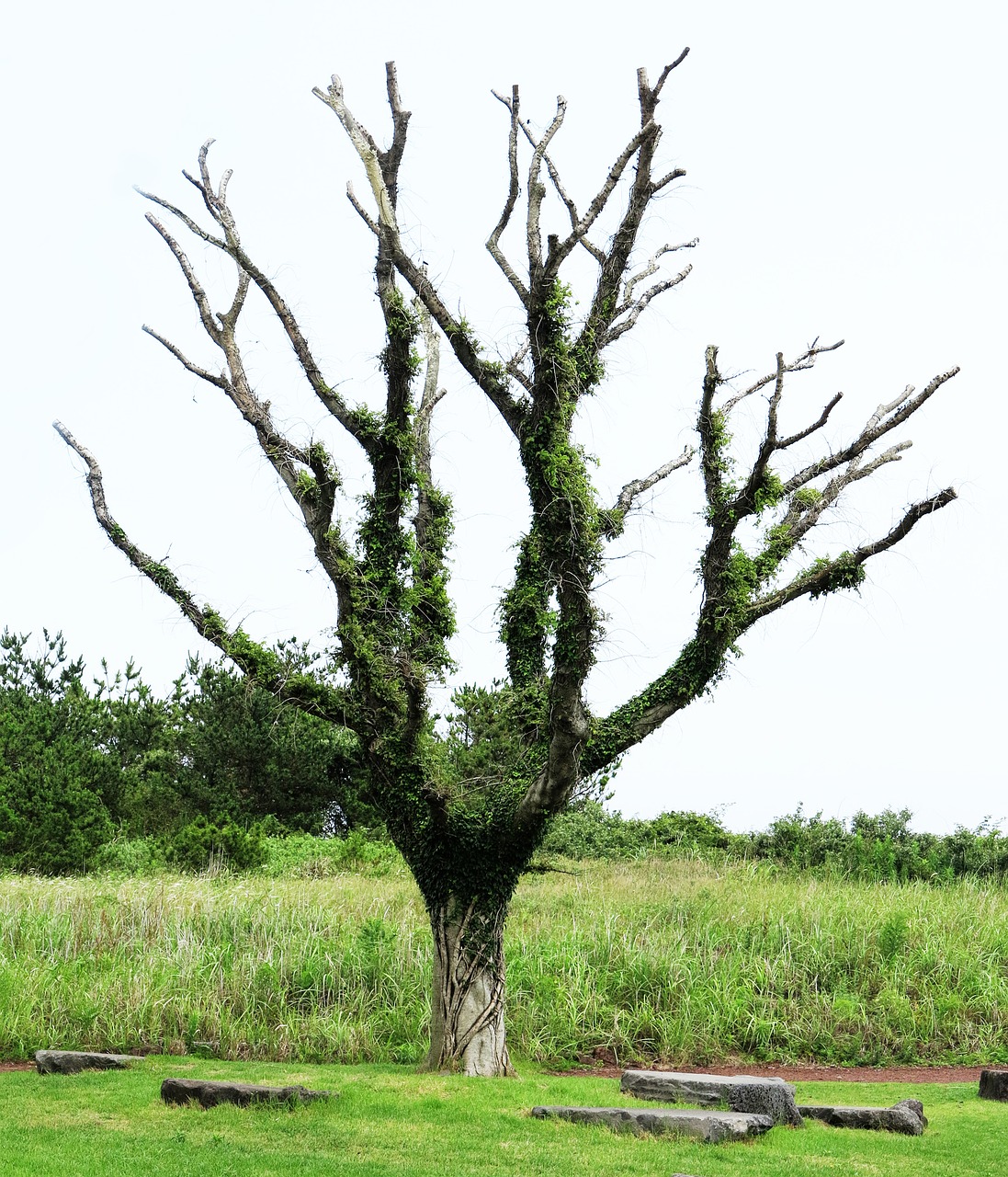 wood jeju nature free photo