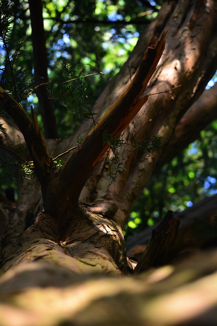 wood nature log free photo