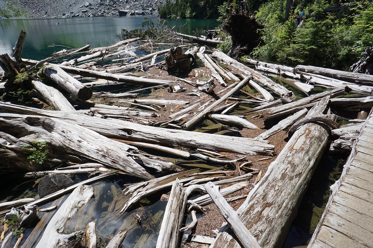 wood logs fallen free photo