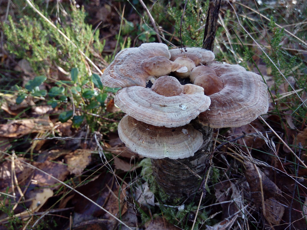 wood collection mushroom free photo