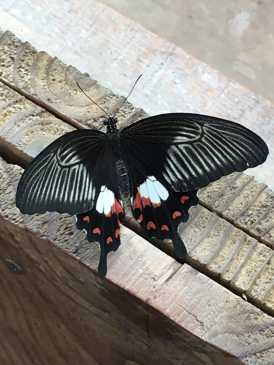 wood butterfly insect free photo