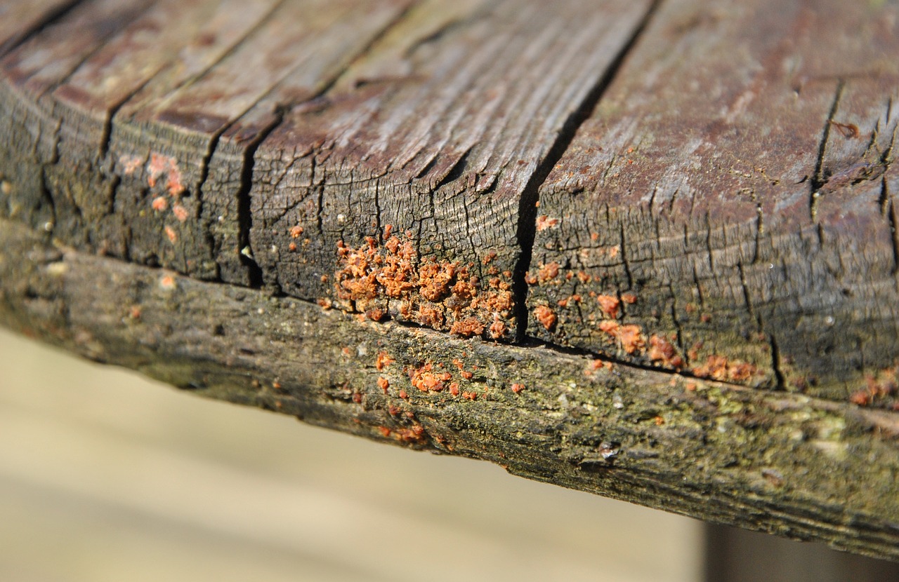 wood fungi fungus free photo