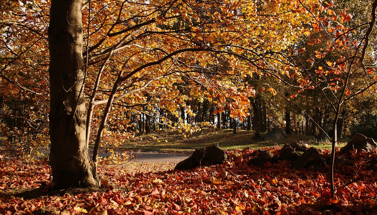 wood forest leaves free photo