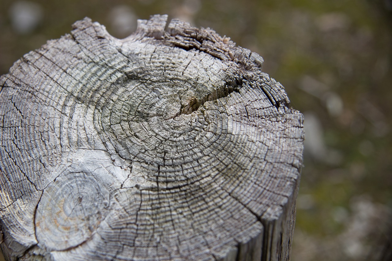 wood wood background stump free photo