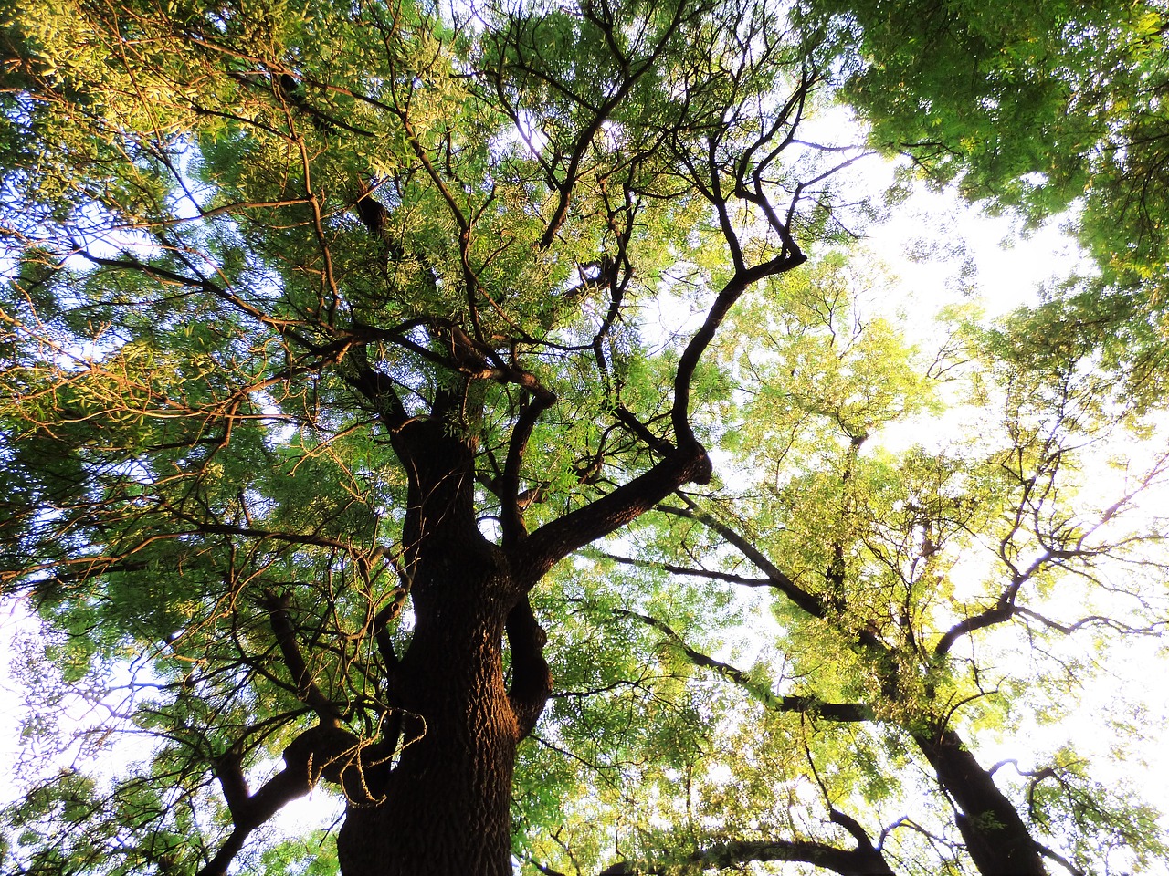 wood canopy sky free photo