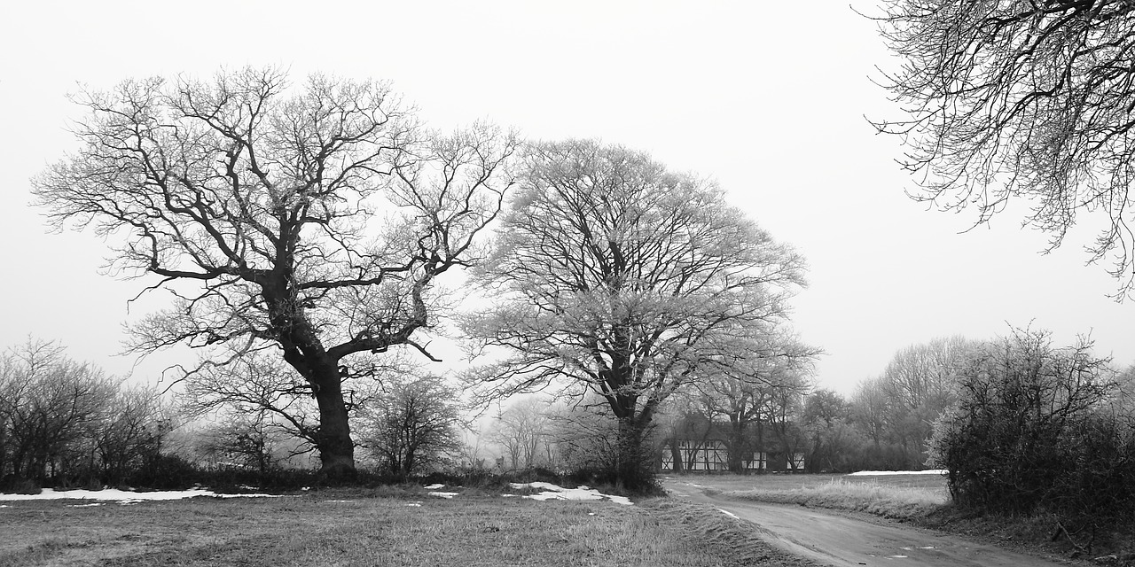 wood winter fog free photo