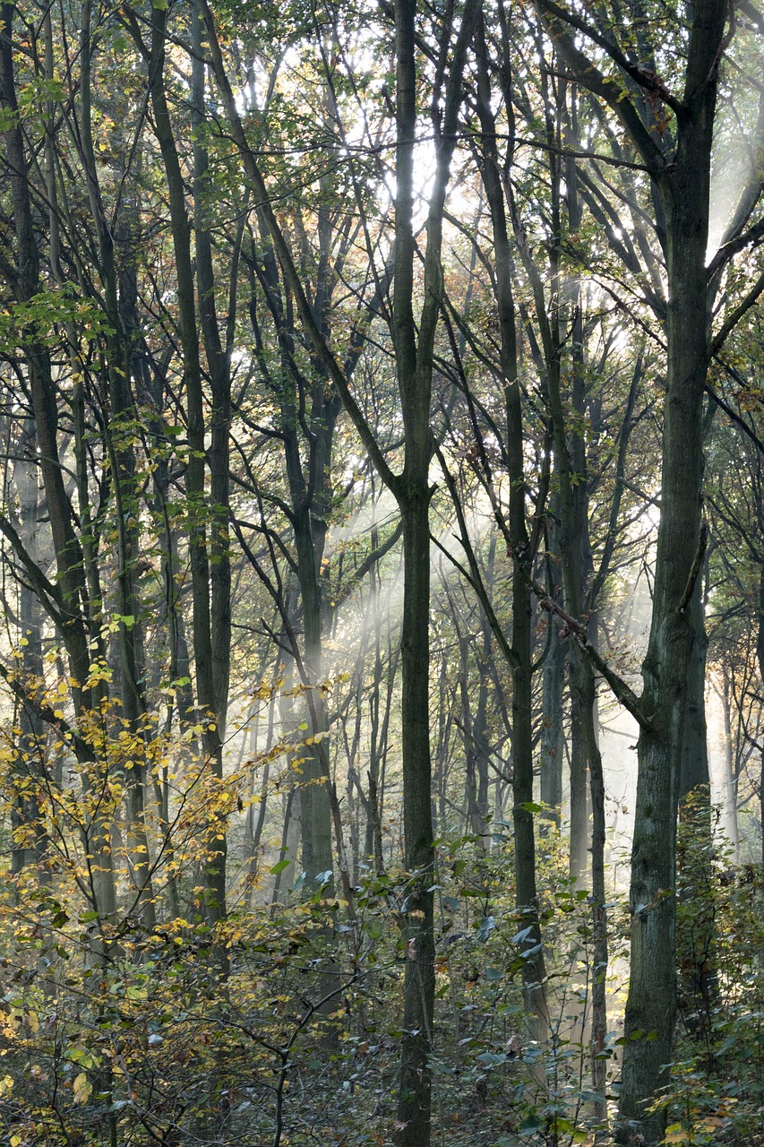 wood sunlight forest free photo