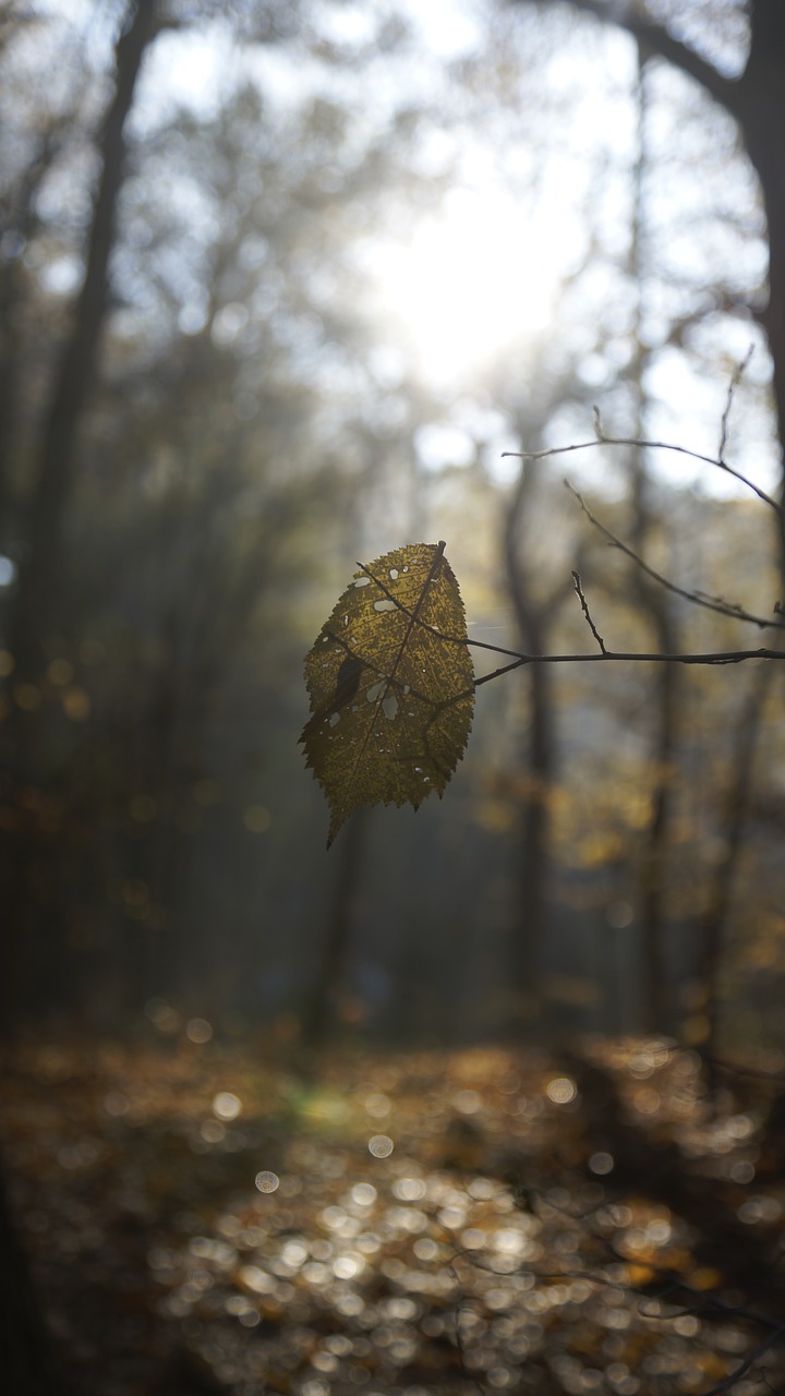 wood trees sun free photo