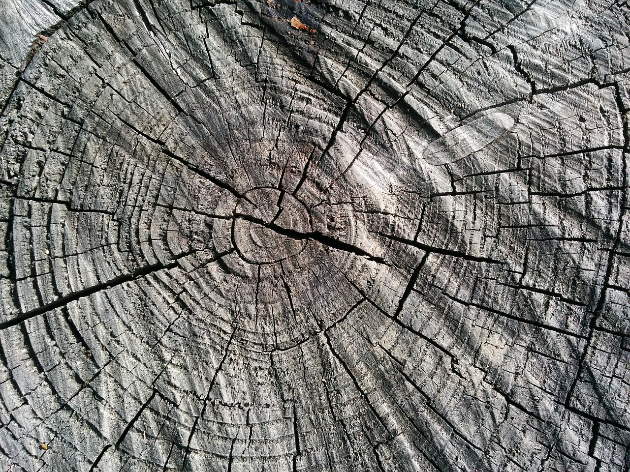 wood log like free photo