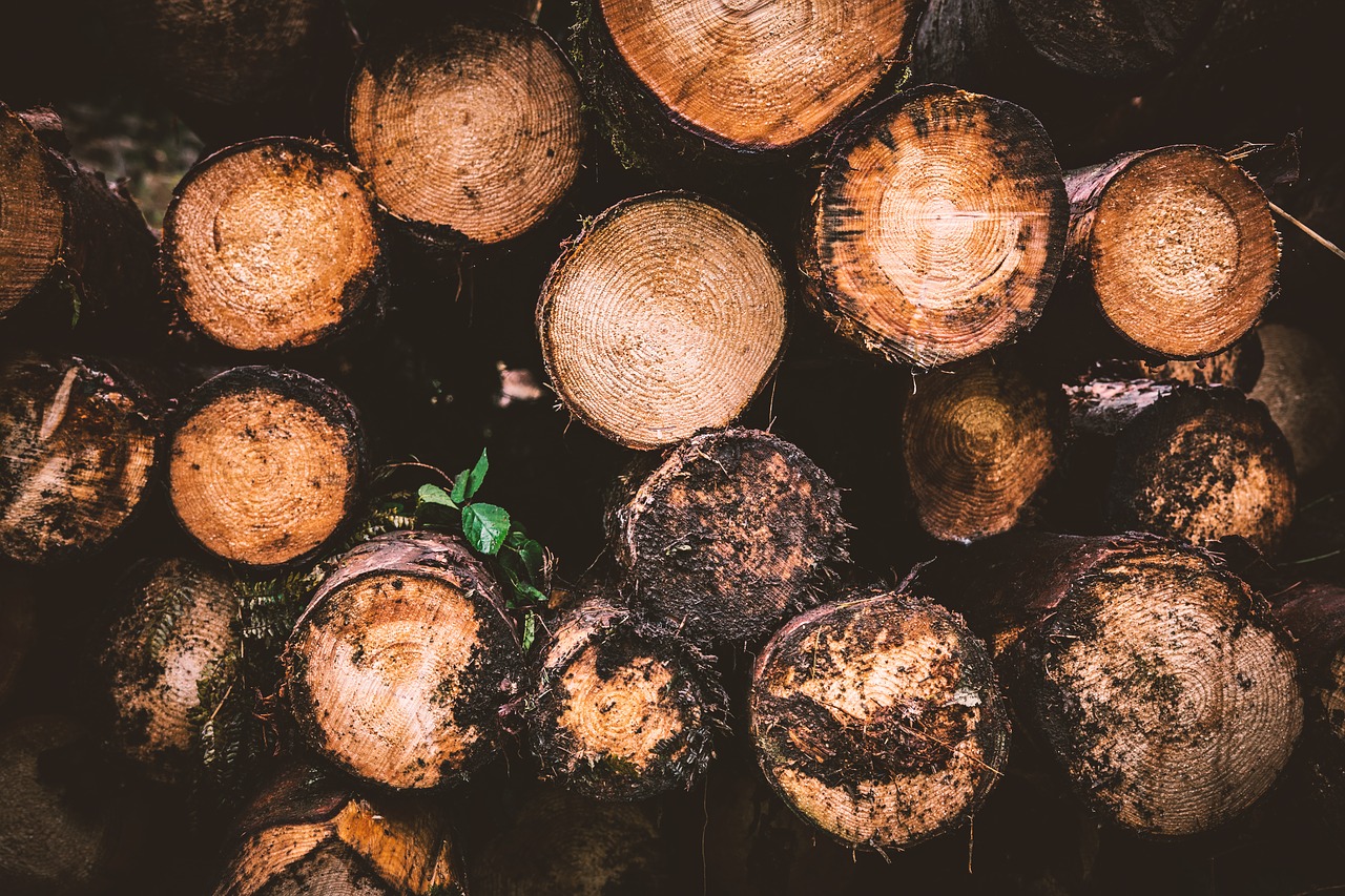 wood log holzstapel free photo