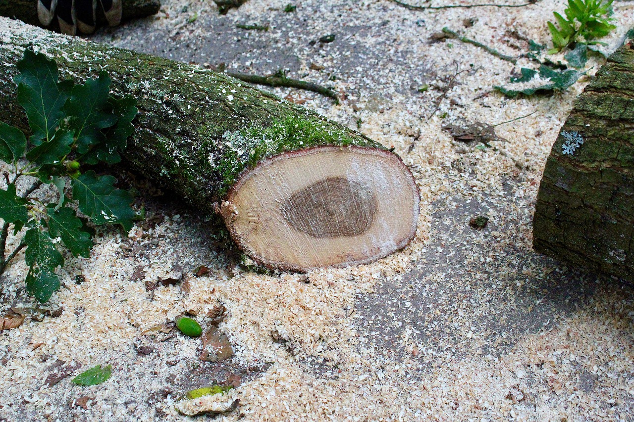 wood sawdust moss free photo