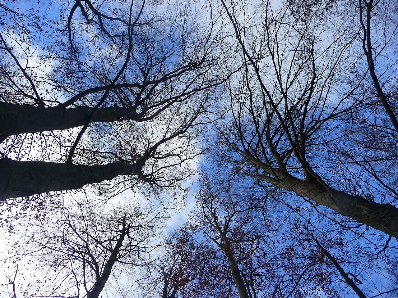 wood crown sky free photo