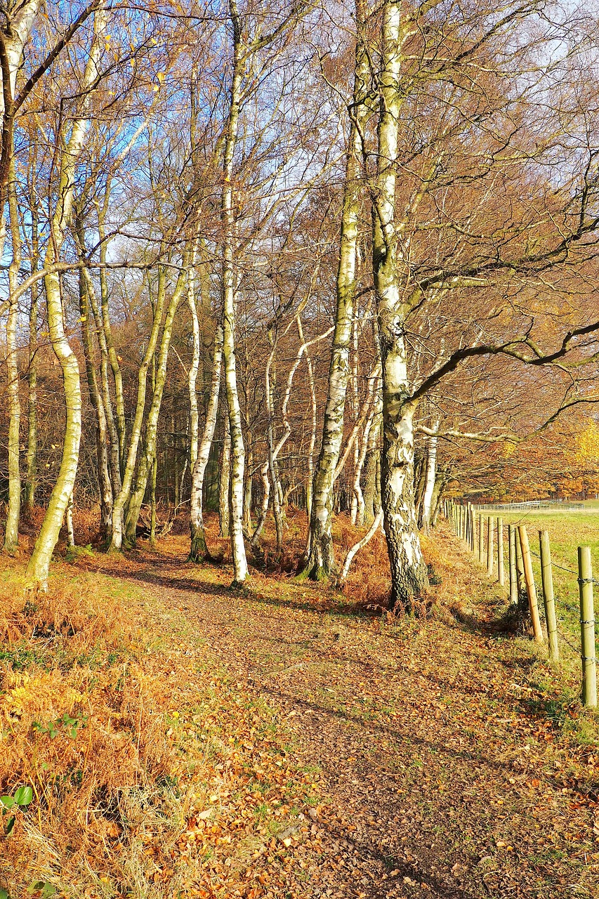 wood tree autumn free photo