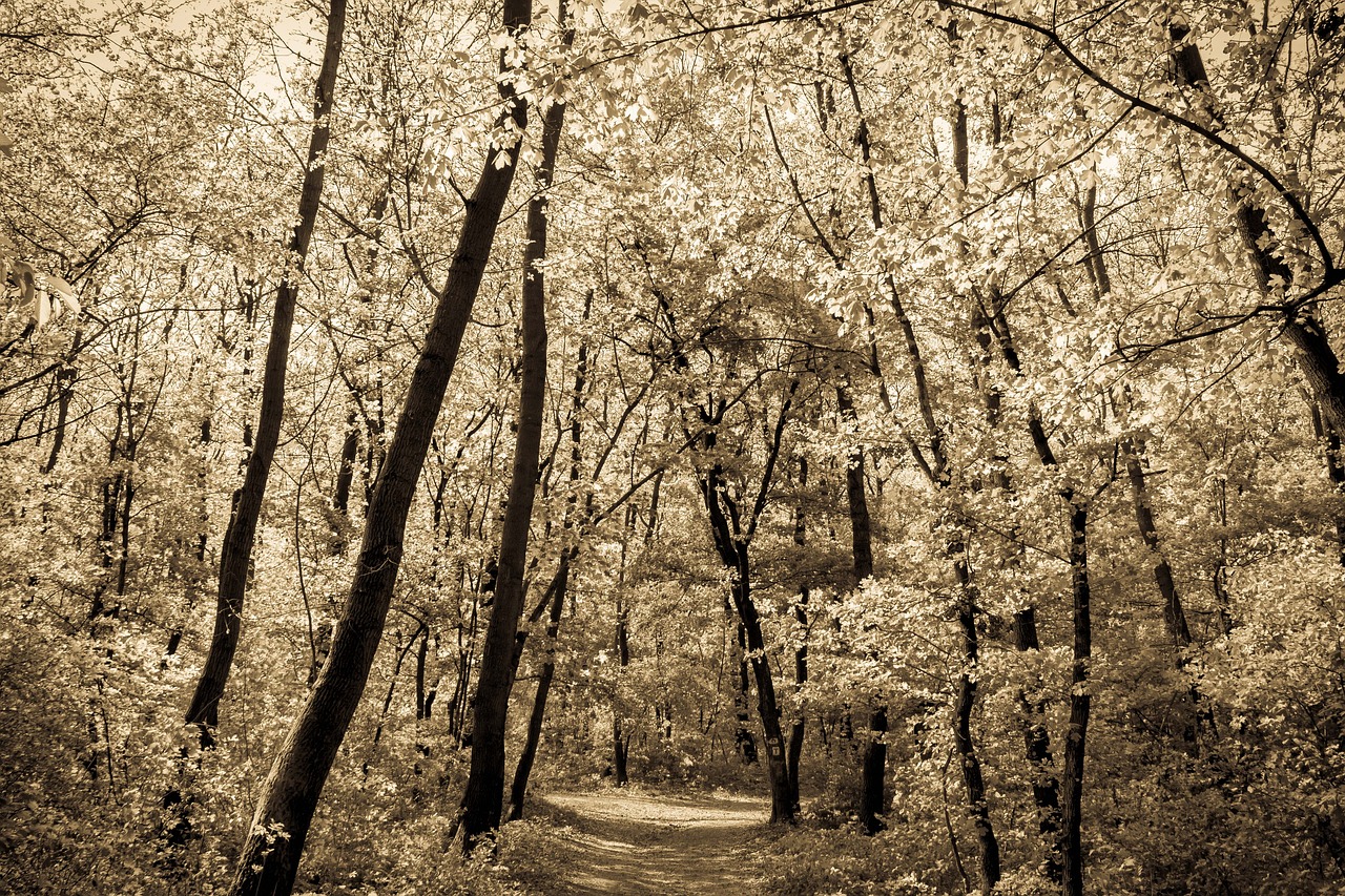 wood trees forest free photo