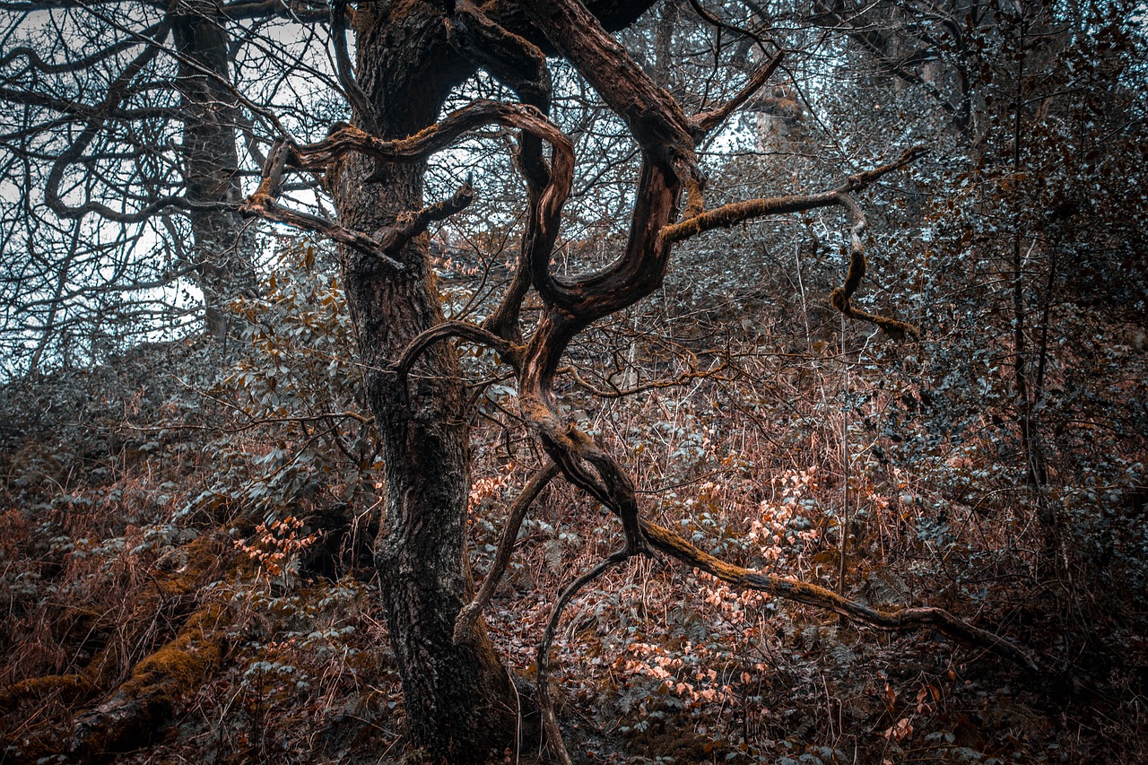 wood forest outdoor free photo