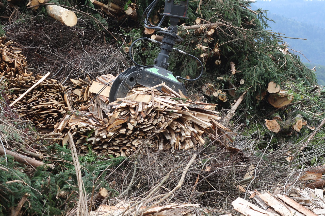 wood trunks biomass free photo