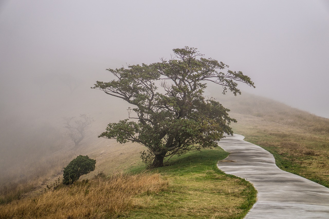 wood mountain fog free photo