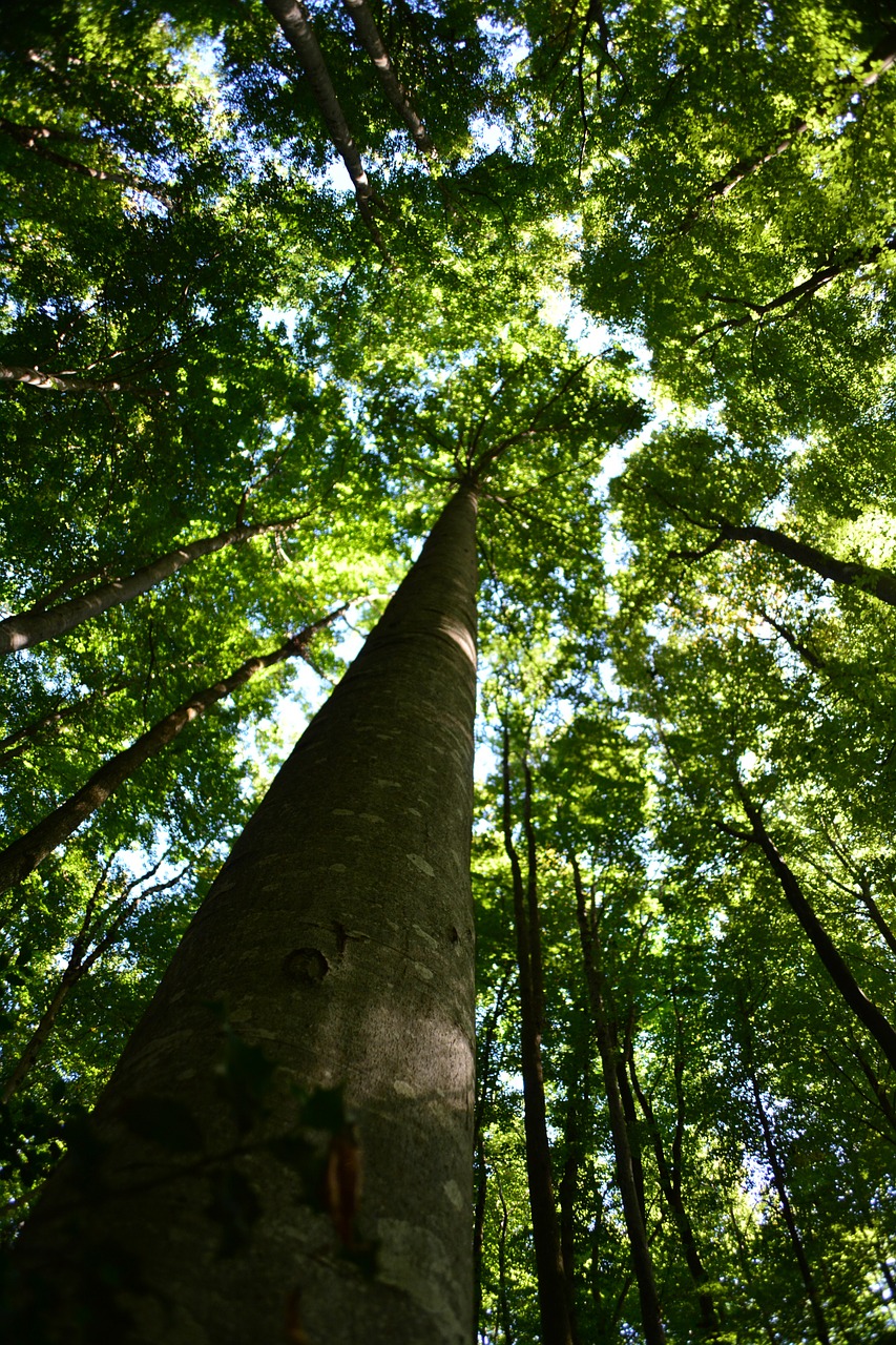 wood nature old wood free photo