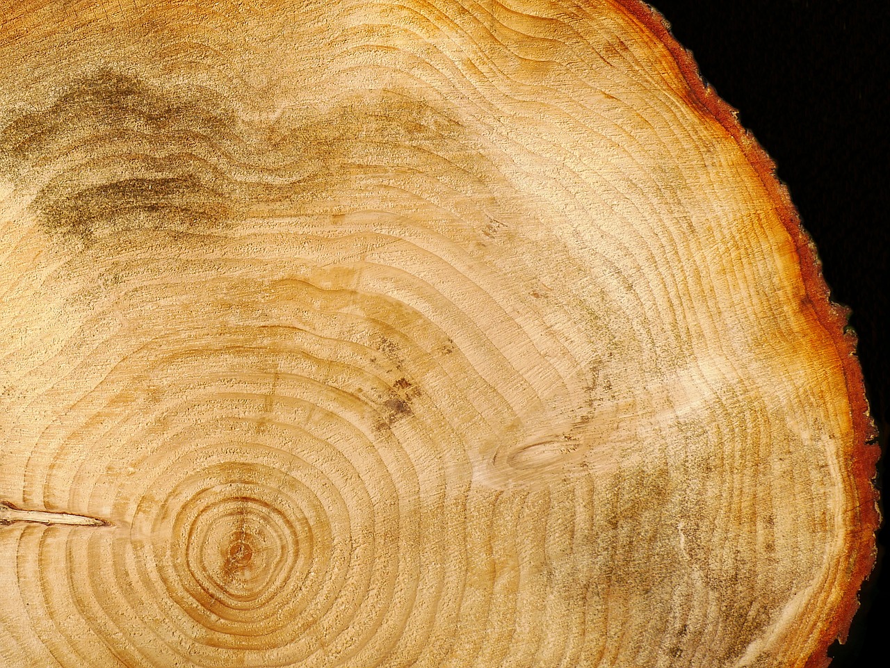 wood log annual rings free photo
