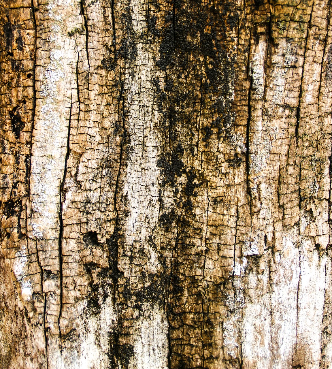 wood texture trunk free photo