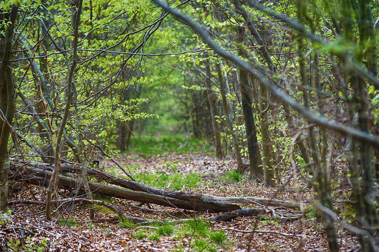 wood forest tree free photo