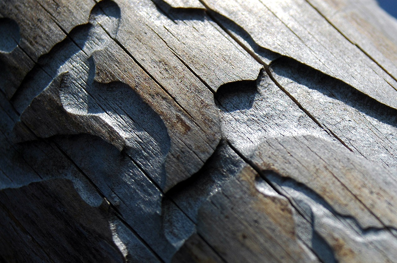 wood bark beetle paths free photo