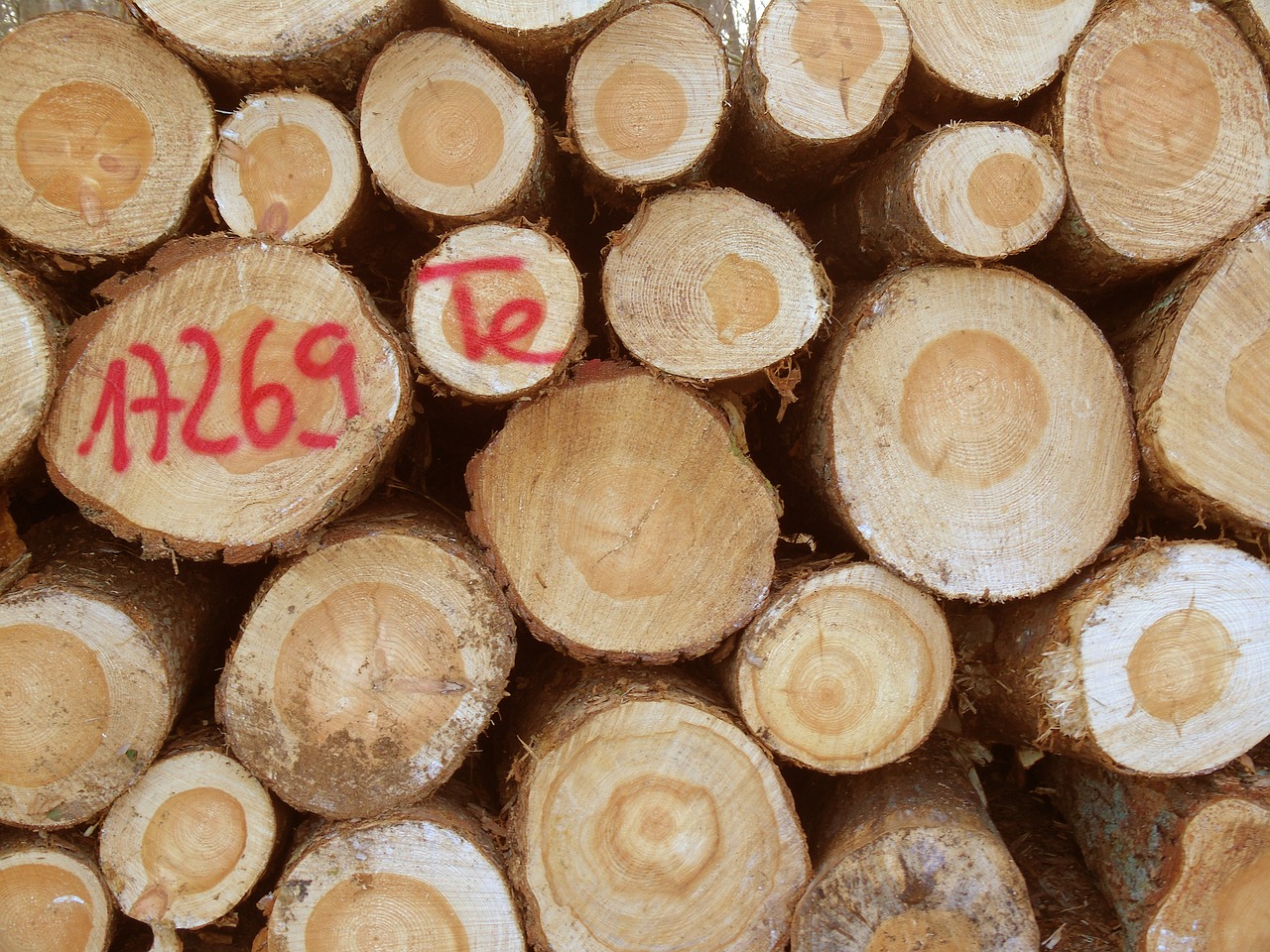 wood tree trunks forestry free photo