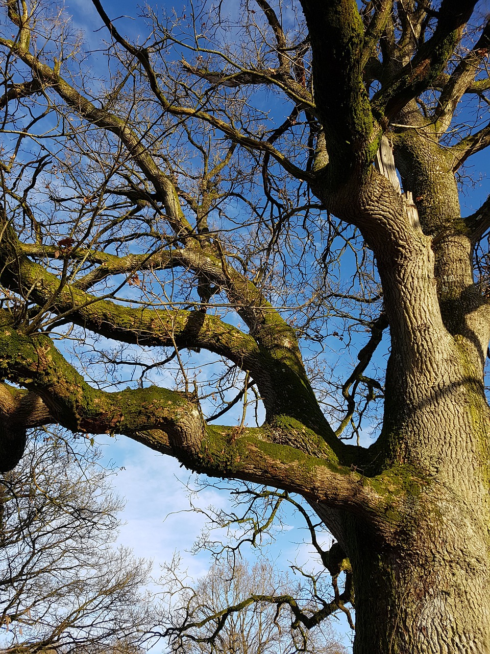 wood oak winter free photo