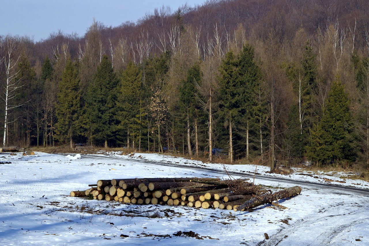 wood felling of the forest felling free photo