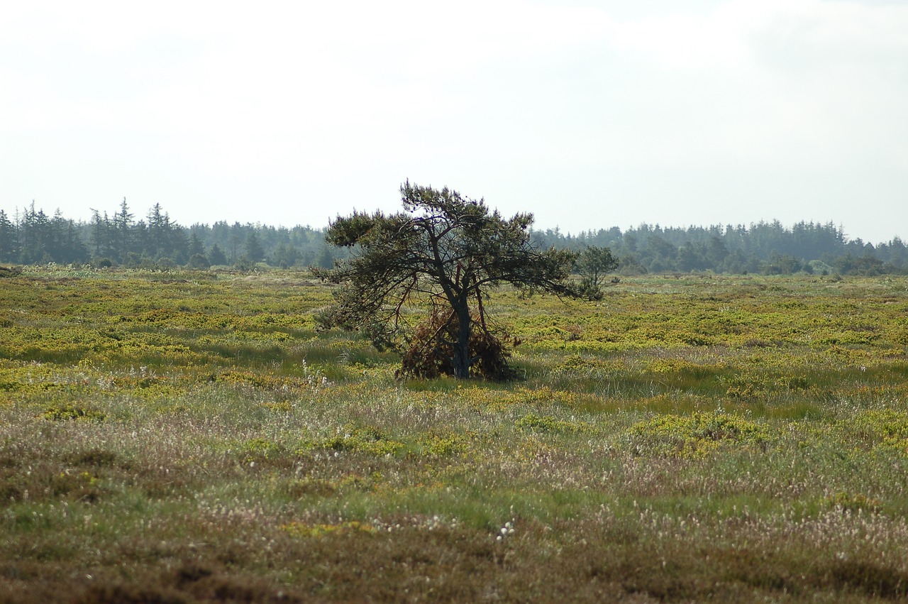 wood lonely heath free photo