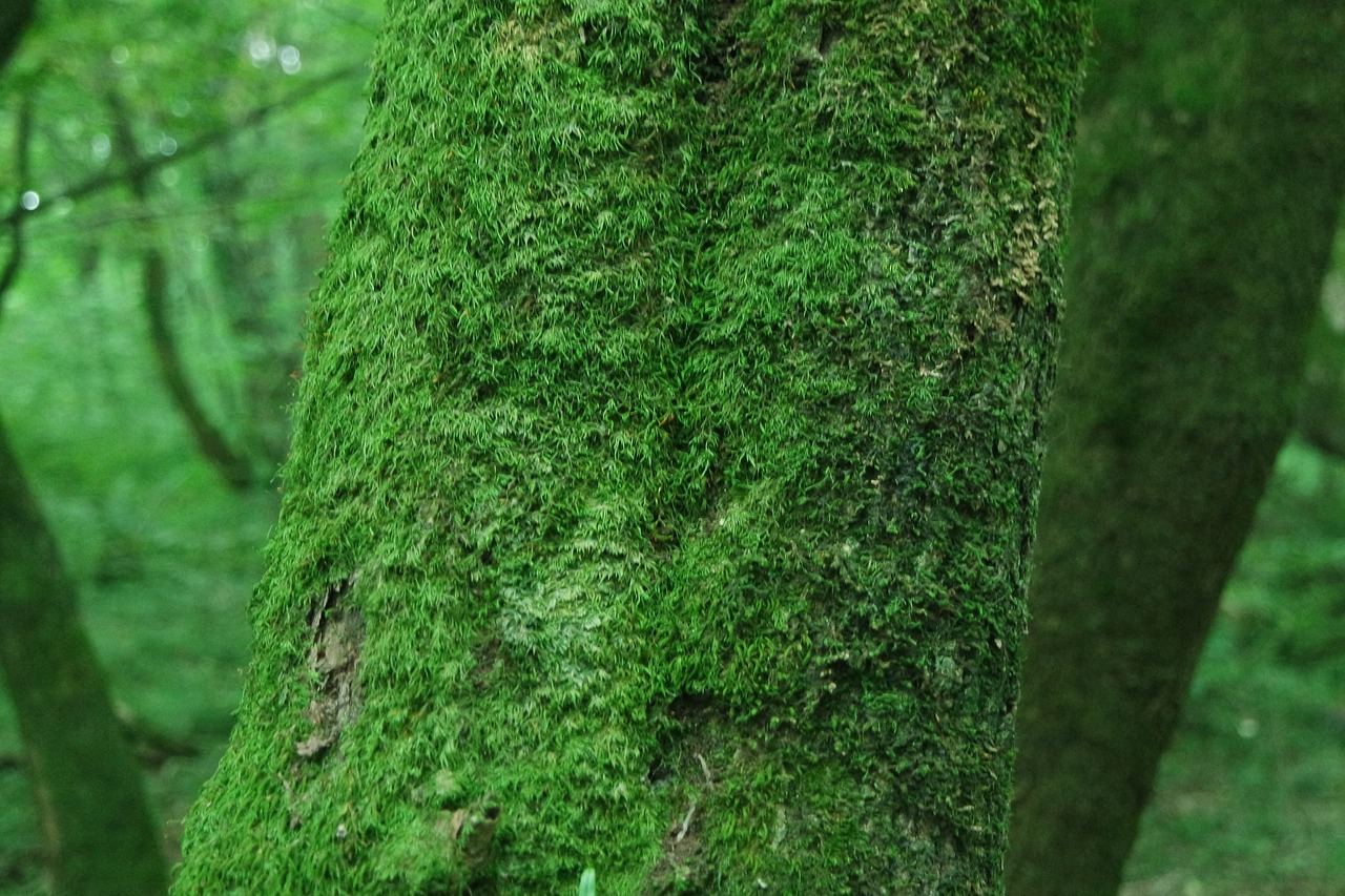 wood moss forest free photo