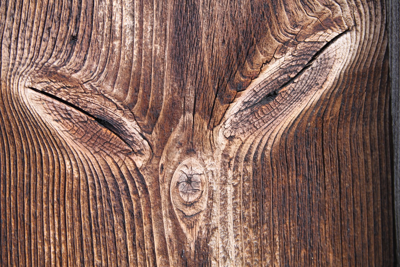 wood knothole tree free photo