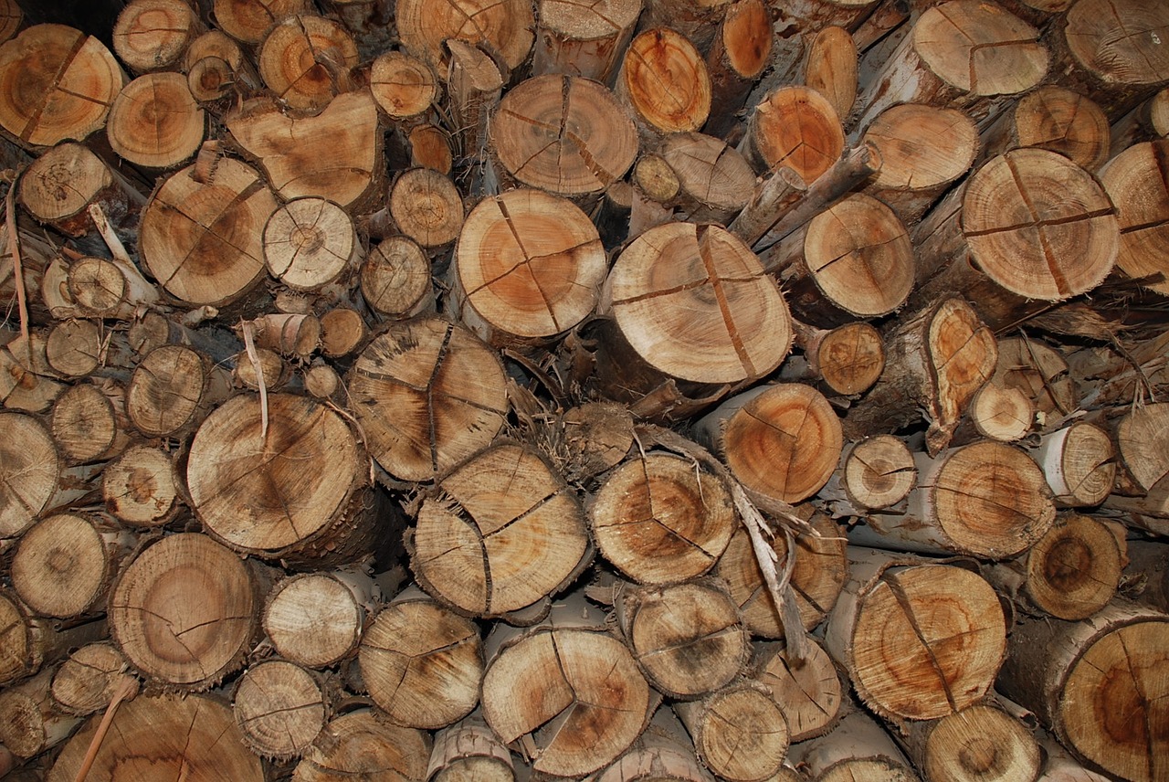 wood brown trunk free photo