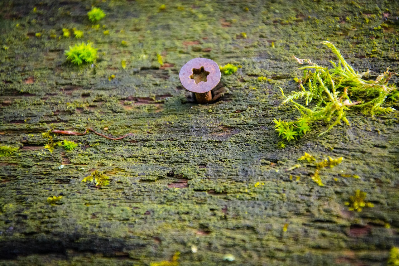 wood moss structure free photo