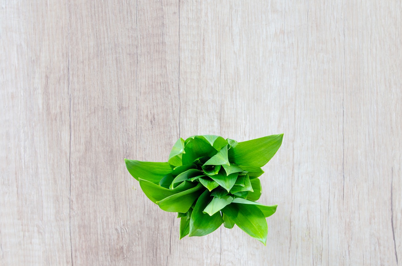 wood table herb free photo