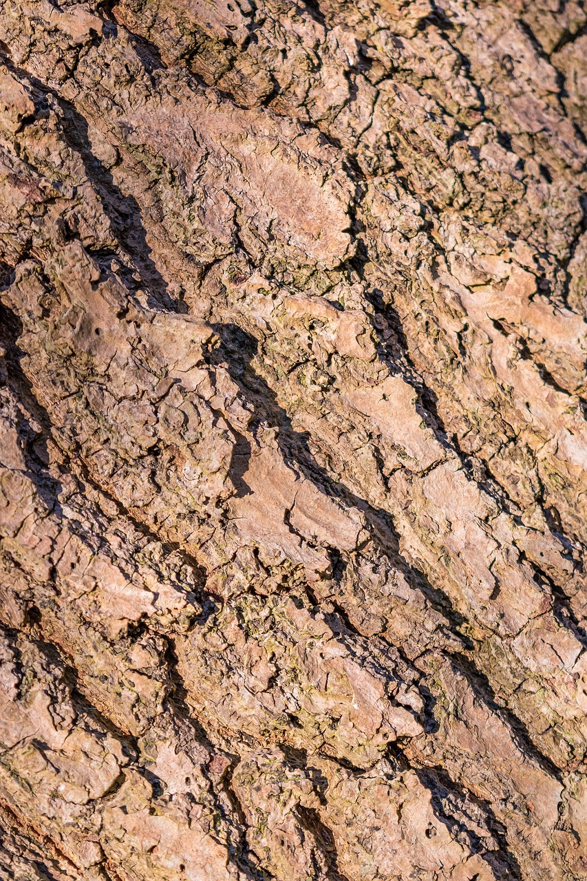 wood forest bark free photo