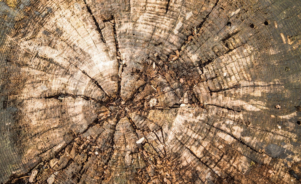 wood log texture free photo