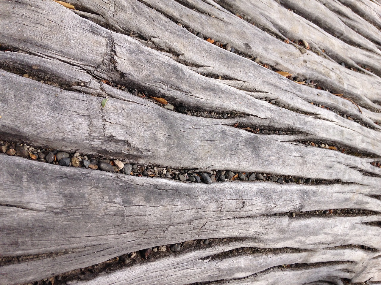 wood nature texture free photo