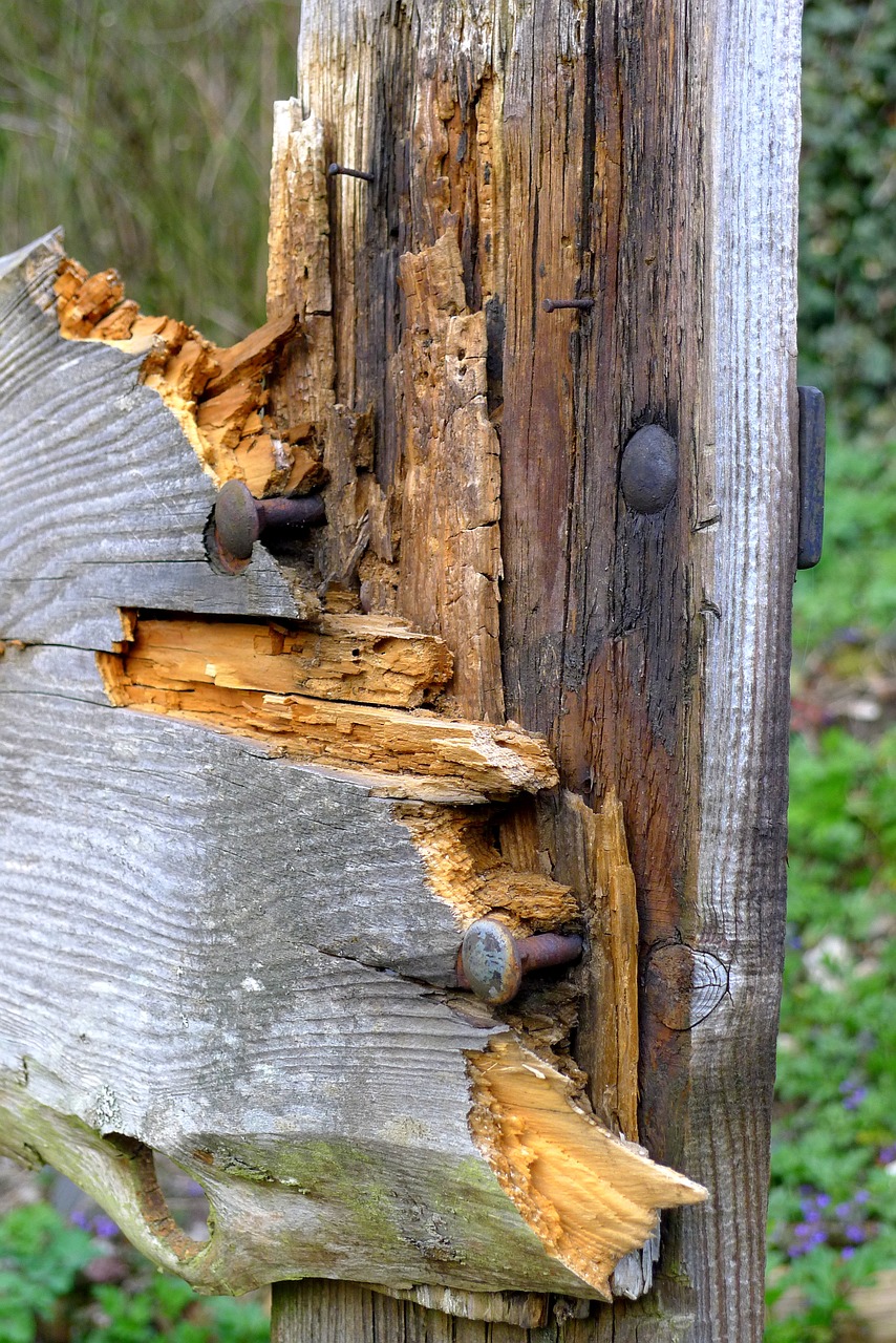 wood fence nails free photo