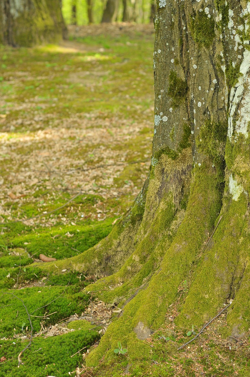 wood green forest free photo