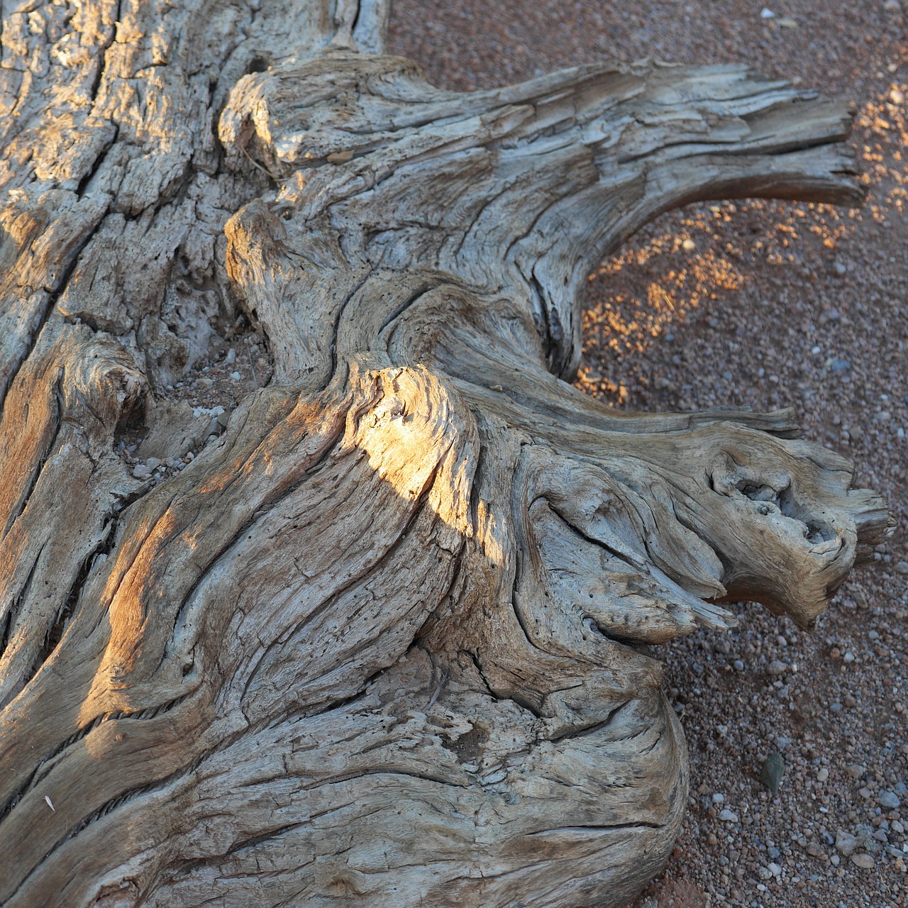 wood root drought free photo