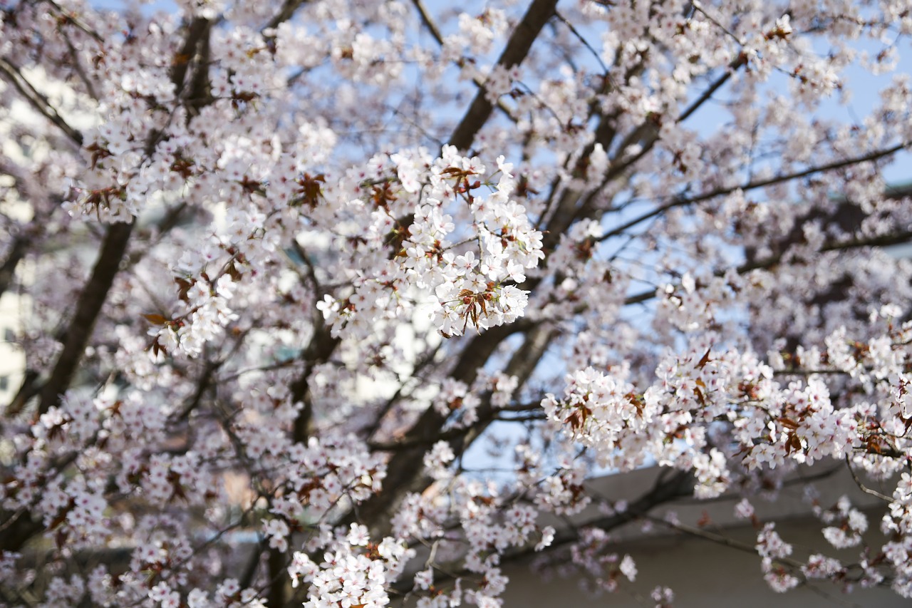 wood cherry blossom sakura free photo