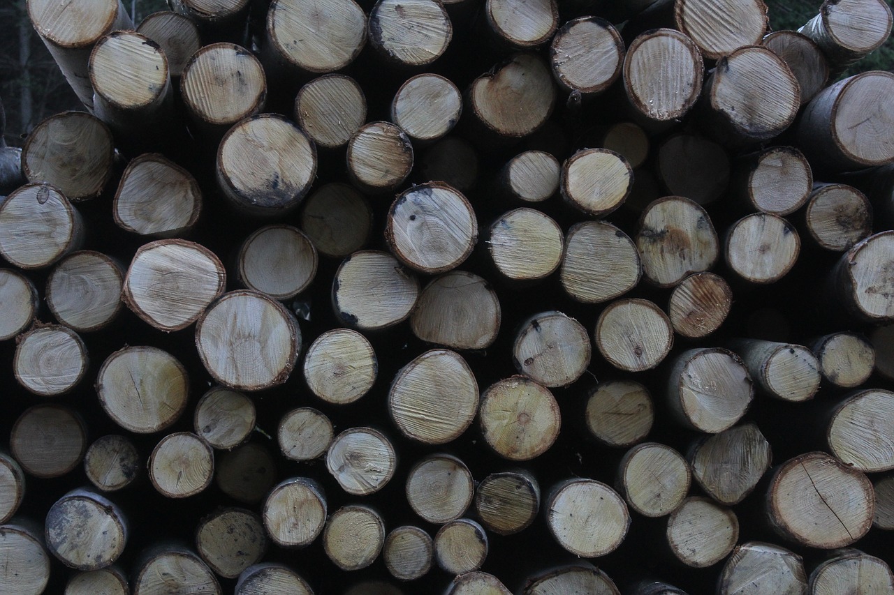 wood logs forest free photo