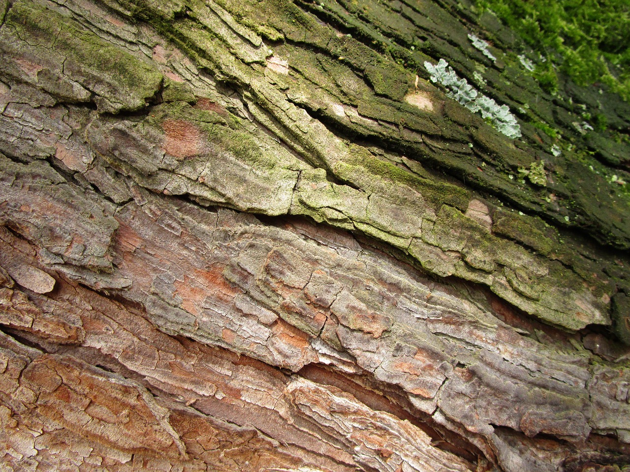 wood bark log free photo