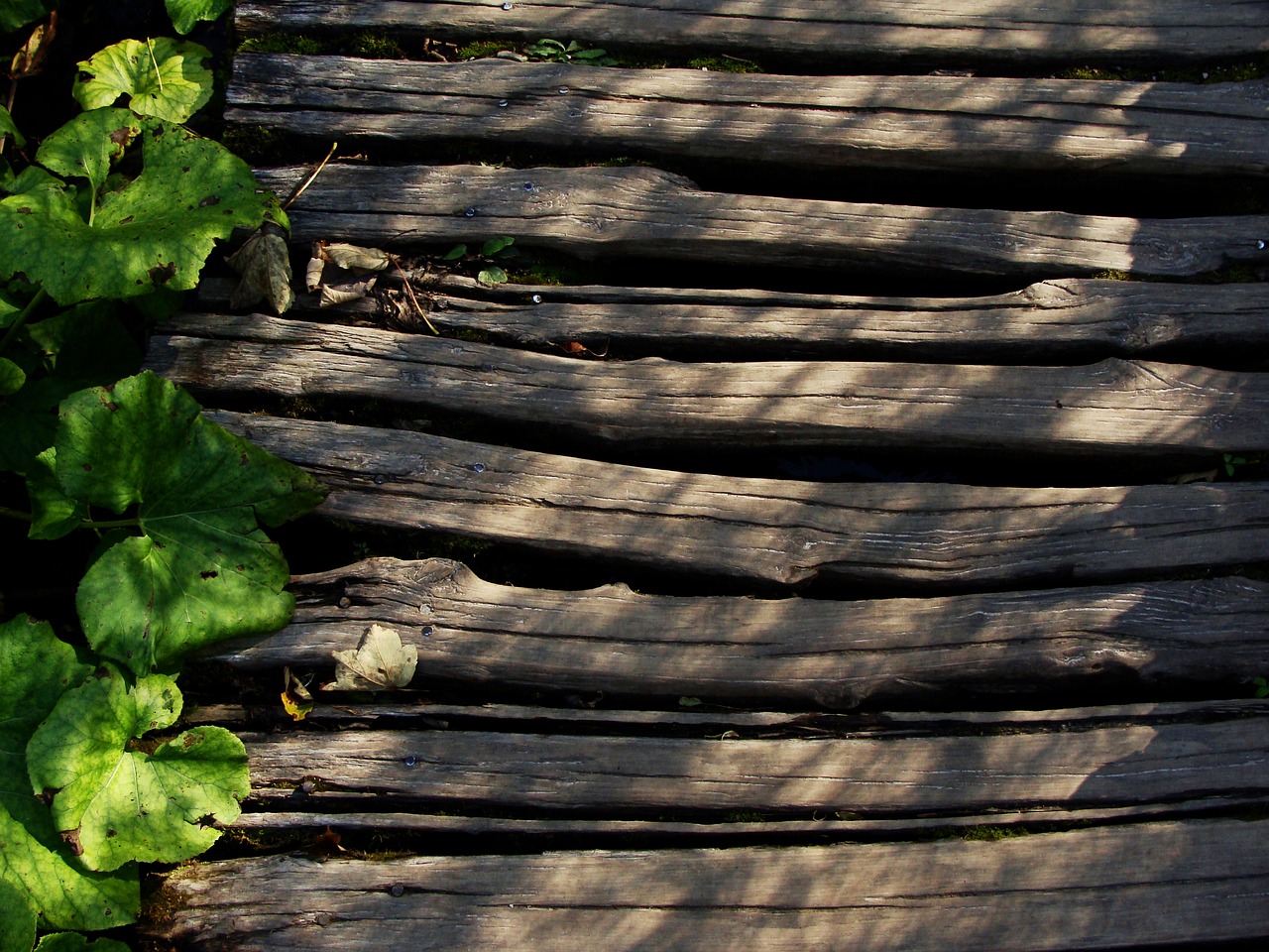 wood path leaves free photo